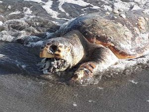 Tartaruga trovata morta all'inizio di quest'anno su una spiaggia italiana, strozzata dai rifiuti plastici ingeriti.