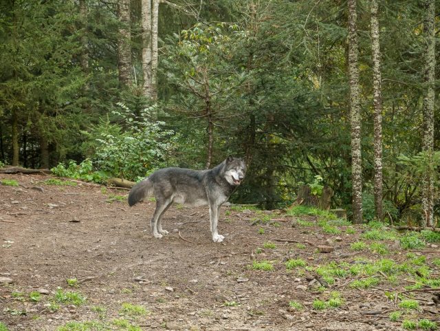 Uno dei lupi che vivono in semi-libertà all'interno del Parco Alpha