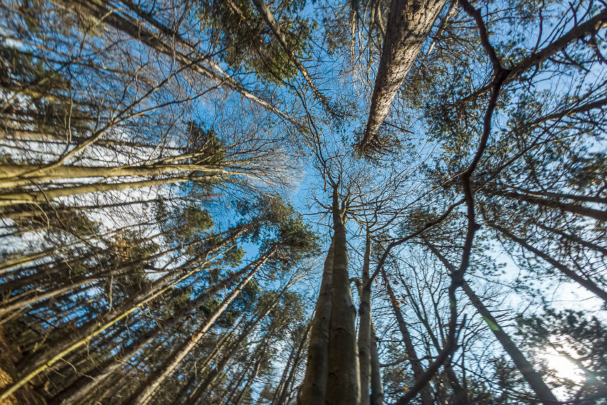 storie in sella - eudemonico - la maledizione dell'ultima discesa - bosco