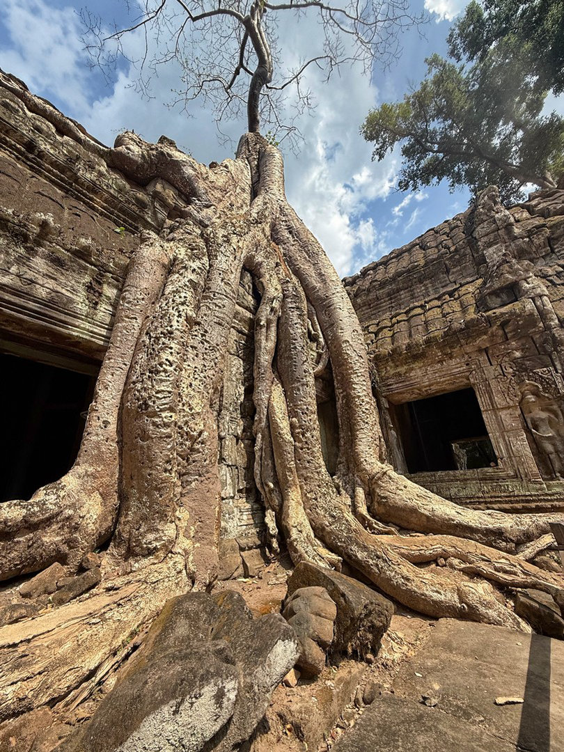 Cambogia-Dino-Bonelli