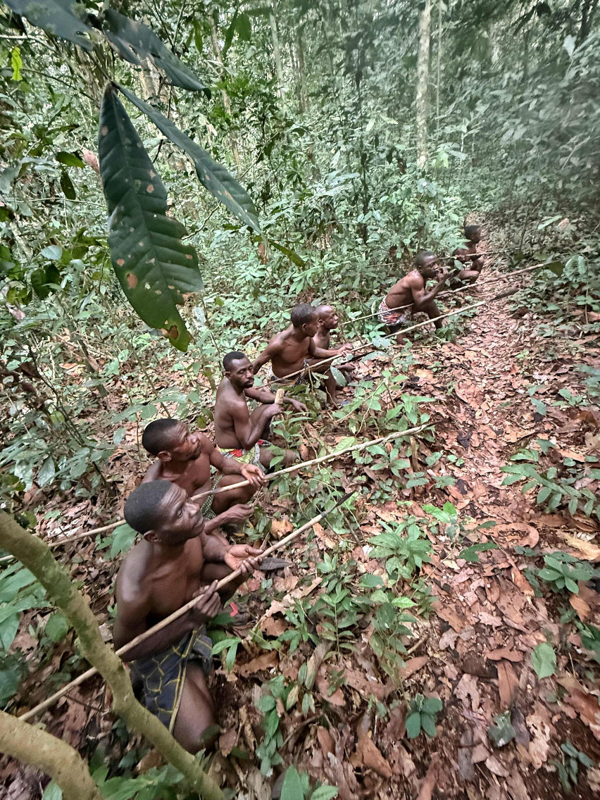 Repubblica Centrafricana - Bonelli