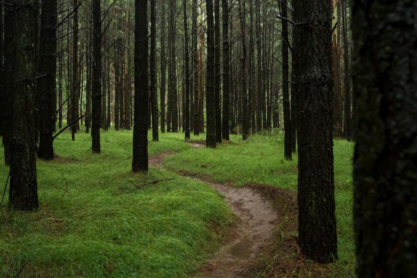 Sentiero boschivo stretto con alberi alti e terreno umido: immagine per la storia sul ciclo di vita degli spot MTB