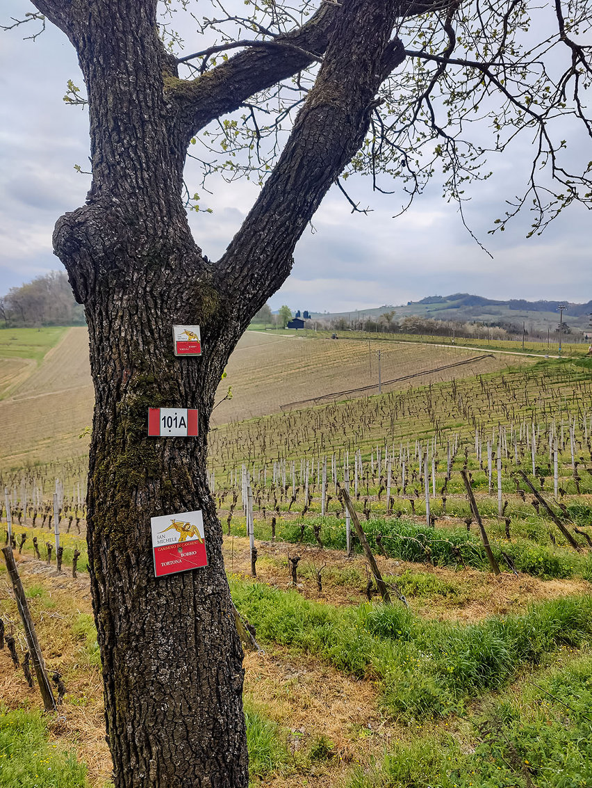 kona libre g2 gravel - Monleale segnavia