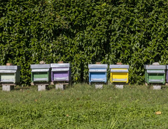 F.lli Campagnolo realizza il suo Parco per le Api