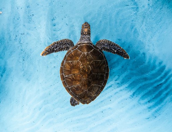 OCEAN Film Festival World Tour Italia: dal 14 ottobre torna il cinema dedicato all’oceano