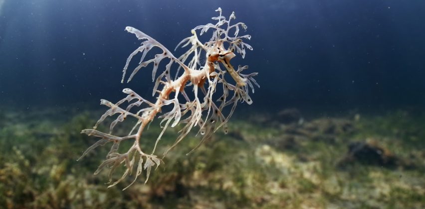 Dragon’s Dance - OCEAN Film Festival