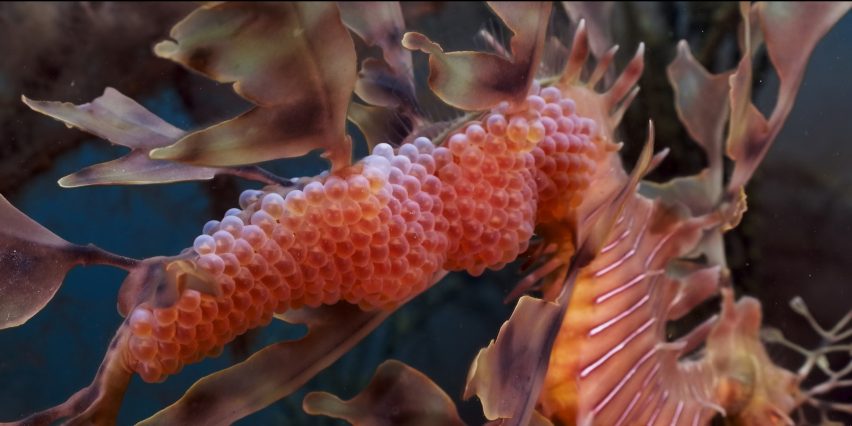 Dragon’s Dance - OCEAN Film Festival
