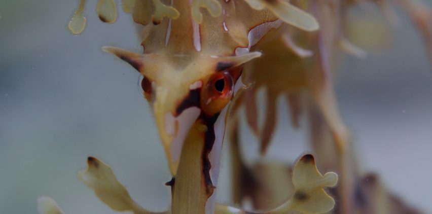 Dragon’s Dance - OCEAN Film Festival